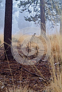 Dark foggy spooky pine forest