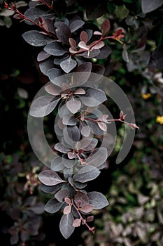 Dark foliage close up background