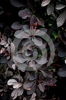 Dark foliage close up background