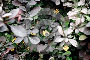 Dark foliage close up background