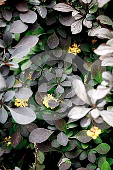 Dark foliage close up background