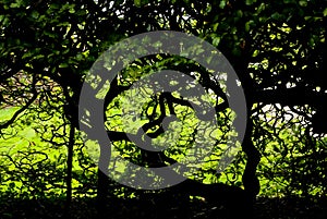 Dark foliage and twisted trees