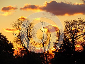 Dark and Foreboding Silhouetted Trees