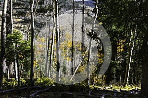 Dark Forest in Autumn