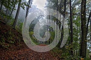 Dark forest in autumn