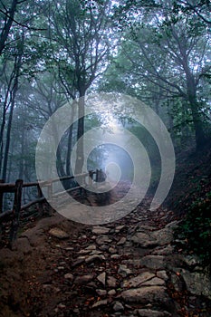 Dark forest in the Bieszczady Mountains