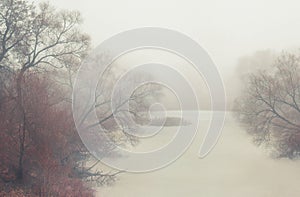 Dark forest with fog and symmertical huge strange trees