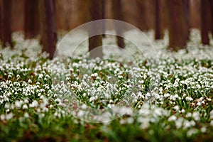 Dark forest full of snowdrop flowers in spring season - wide-angle view of nature with extremely blurred background. Snowdrop flow