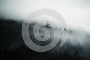 Dark forest hidden in morning fog,mysterious atmosphere, Slovakia