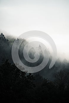 Dark forest hidden in morning fog,mysterious atmosphere, Slovakia