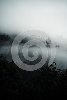 Temný les skrytý v ranní mlze, tajemná atmosféra, Slovensko