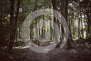 Dark forest path between tall trees