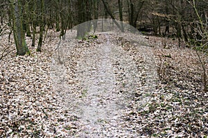 Dark forest path way, autumn trees, east europe
