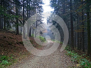 Dark forest road in the Sauerland, Germany