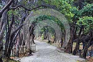 Dark forest road with trees