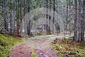 dark forest road in winter with partial snow and green moss
