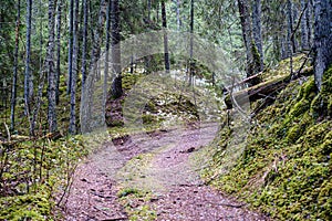 dark forest road in winter with partial snow and green moss