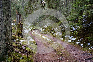 dark forest road in winter with partial snow and green moss