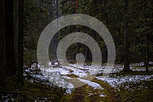 dark forest road in winter with partial snow and green moss