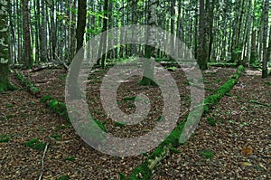 Dark forest scenery with sunlight illumining the green foliage