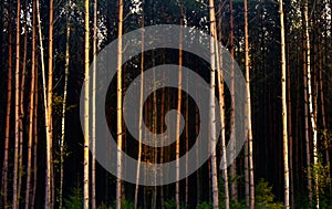 Dark forest at sunset in twilight, pine forest