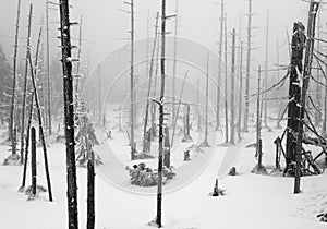 Dark Forest in Winter Landscape (black & white)