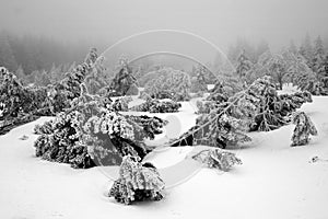 Dark Forest in Winter Landscape (black & white)