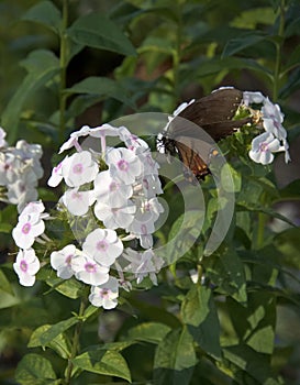Dark Form Eastern Tiger Swallowtail Butterfly