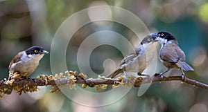 Dark Fronted Babblers perched on a branch