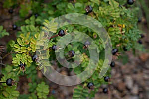 Dark fruits of Rosa spinosissima. Ripe black berries of wild rose on a branch with leaves, autumn season background