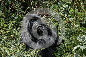 Dark furred adolescent mountain gorilla eating in Volcanoes National Park Rwanda