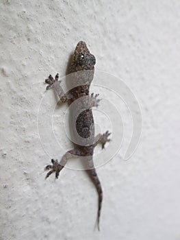 Dark Gecko Against A Wall.