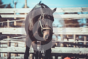 Dark gelding horse in halter in paddock after drinking water