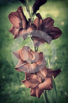 Dark gladiola