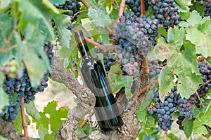 Dark glass bottle in vineyard on old grape trunk