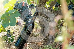 Dark glass bottle in vineyard in sunny fall day