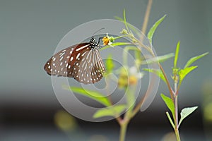 The dark glassy tiger butterfly (Parantica agleoides) is perching on a flower