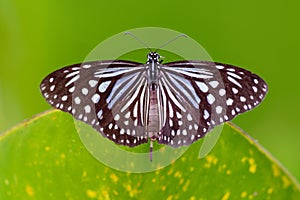 Dark Glassy Tiger - Parantica agleoides asian butterfly found in India that belongs to the crows and tigers, that is, the danaid