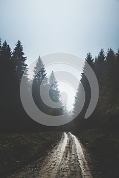 Dark gloomy day on foggy forest dirt road