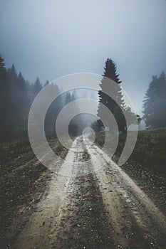 Dark gloomy day on foggy forest dirt road