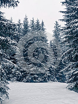 Dark gloomy fir trees in the forest covered with snow