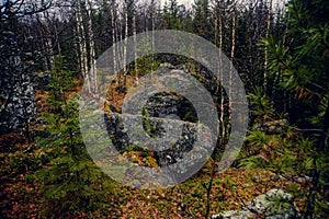 Dark gloomy mystic forest in the mountains with huge rocks in the foreground. Stones, roots of the trees and land are covered with