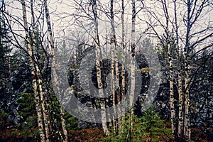 Dark gloomy mystic forest in the mountains with huge rocks in the foreground. Stones, roots of the trees and land are covered with