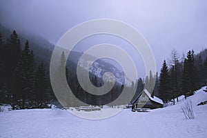Dark gloomy scary mountain winter landscape with coniferous for