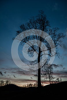 Dark Gloomy Tall Tree Silhouette at Sunset