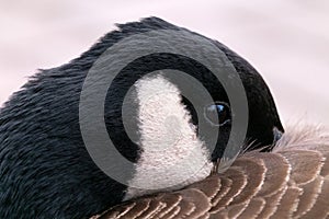 Goose hiding his beak under the wing