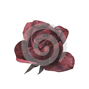 Dark gothic red rose with magical texture isolated on white background. Watercolor hand drawn botanical sketch