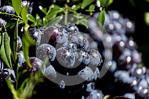 Dark grapes in a basket. Grape harvesting. Red wine grapes