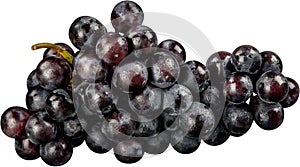 Dark grapes, Isolated on white background