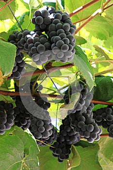 Dark grapes in the Italian province of Trento photo